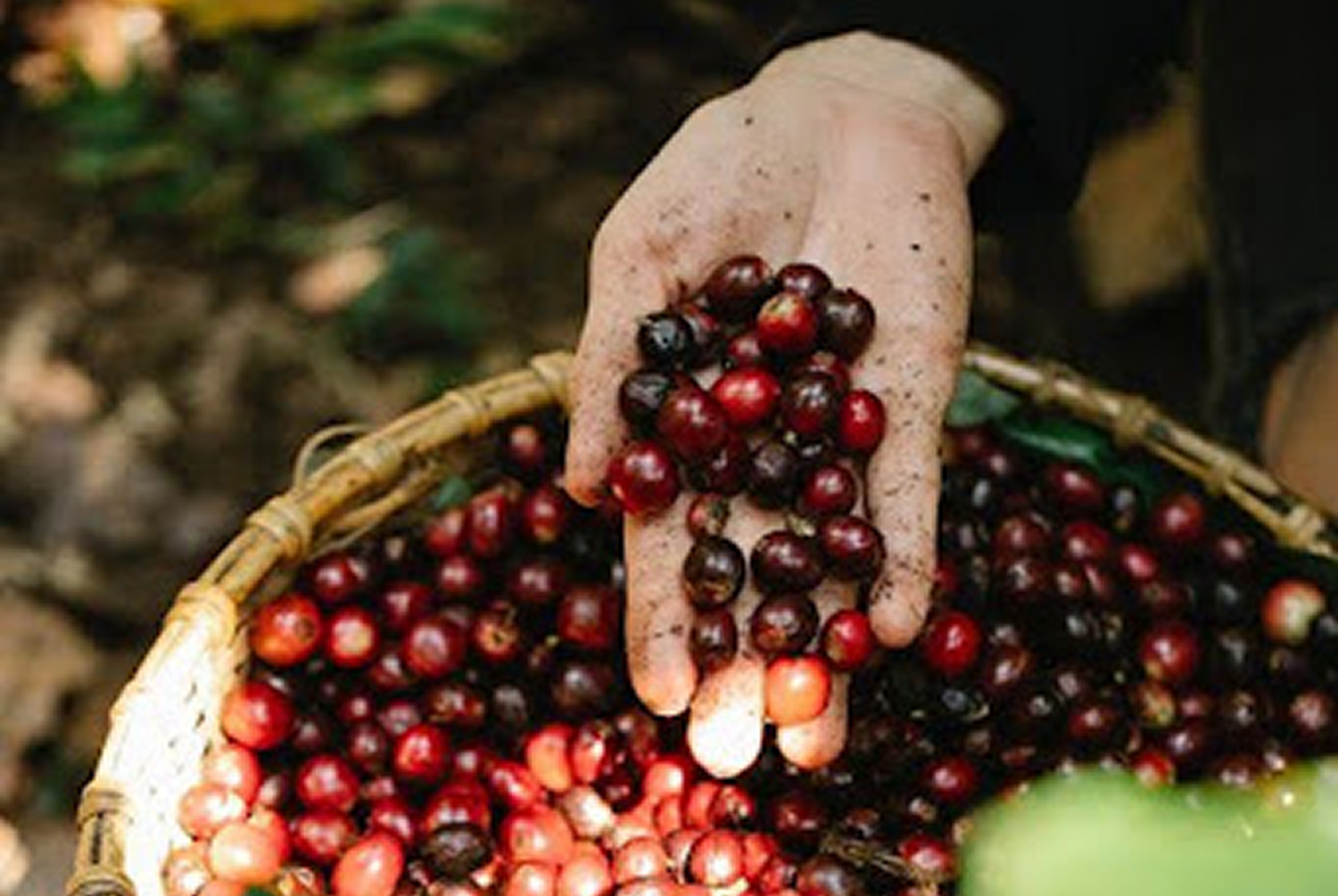 The Journey from South Indian Estates to Your Cup: Behind Paul John Caffeine