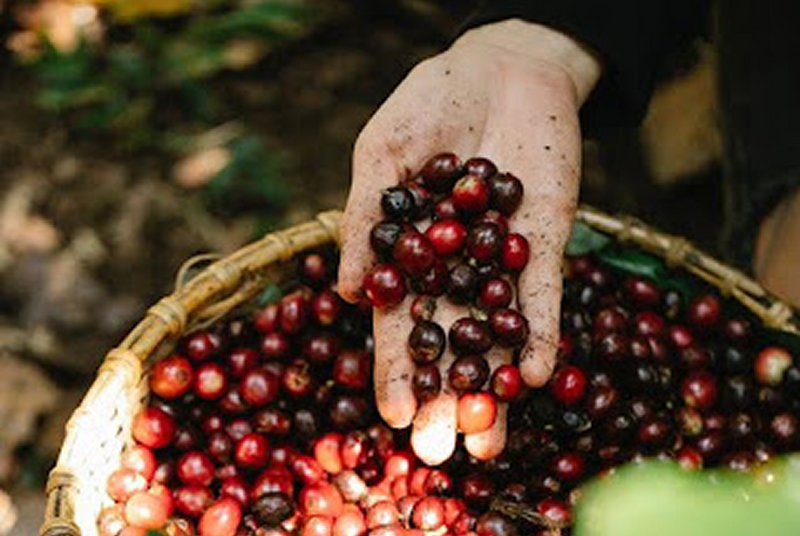The Journey from South Indian Estates to Your Cup: Behind Paul John Caffeine