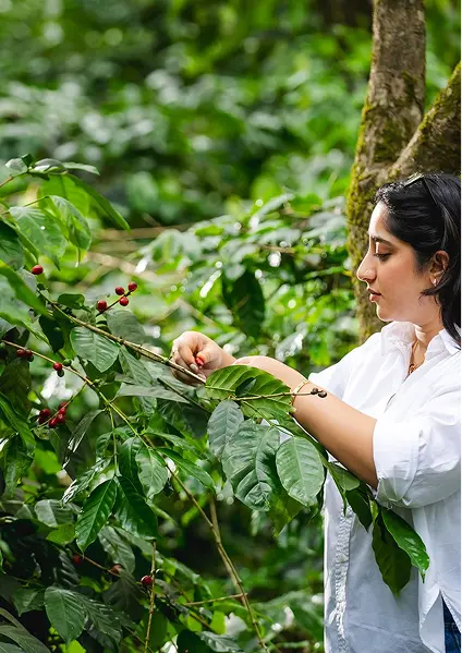 From Coorg's Misty Hills to Your Cup
